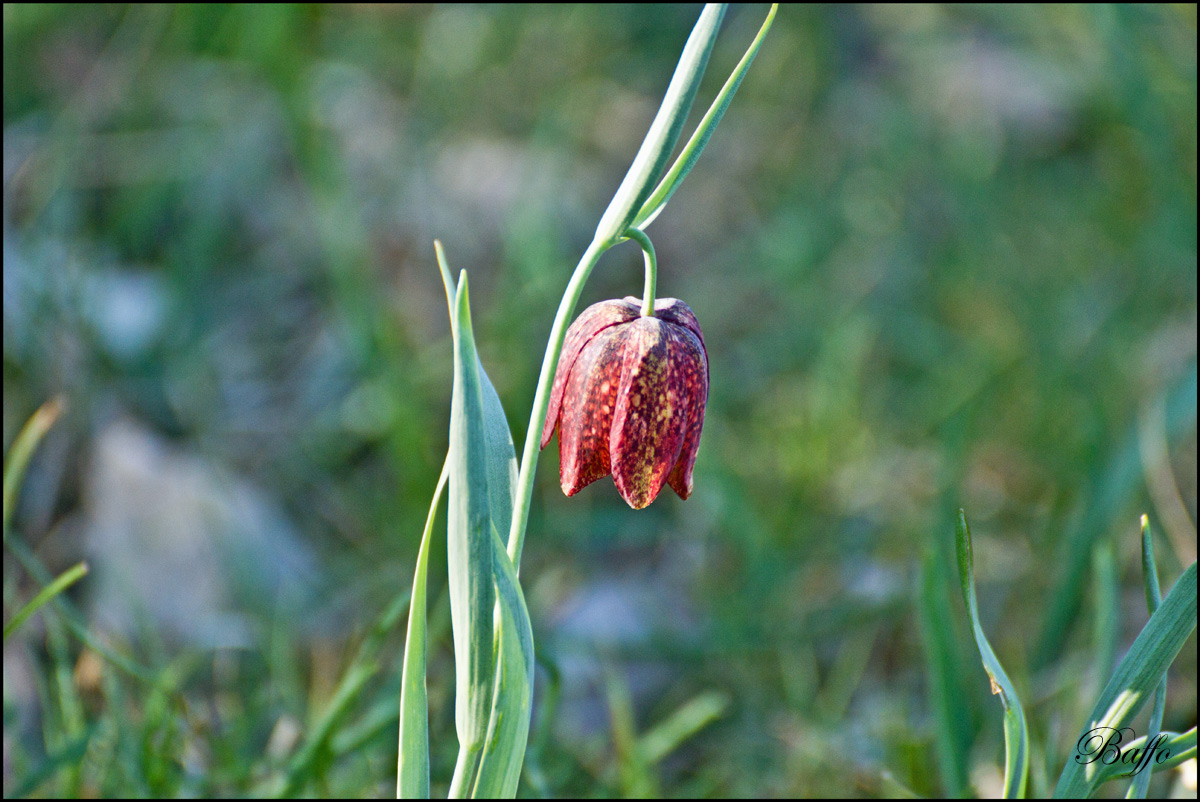 Fritillaria montana Hoppe Ex Koch - Padriciano (TS), 200 m.